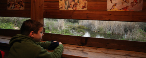 Jerusalem-bird-observatory