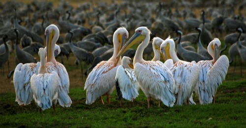 Pelicans in Israel