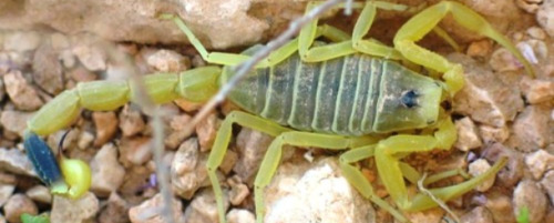 Scorpion-Venom-Insecticide