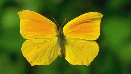 Yellow butterfly