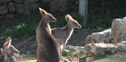 Kangaroos