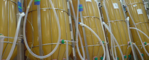 Protalix-Plant-Based-Bioreactor