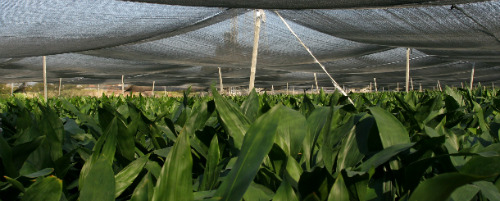 TAU-Cancer-Treatment