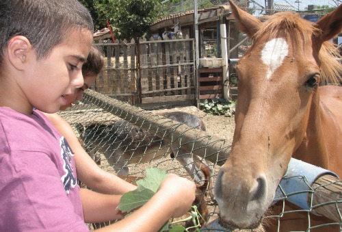 Child feeding a horse at Bell Ofri Farm