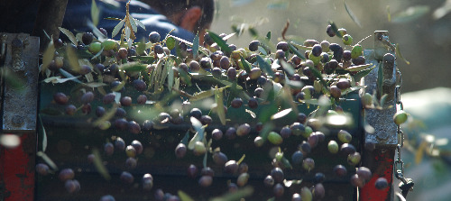 Olive Oil Olives