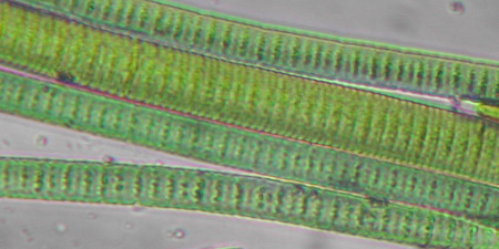 Cyanobacteria algae